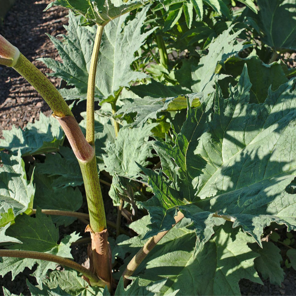 What are some Turkey Rhubarb Benefits?