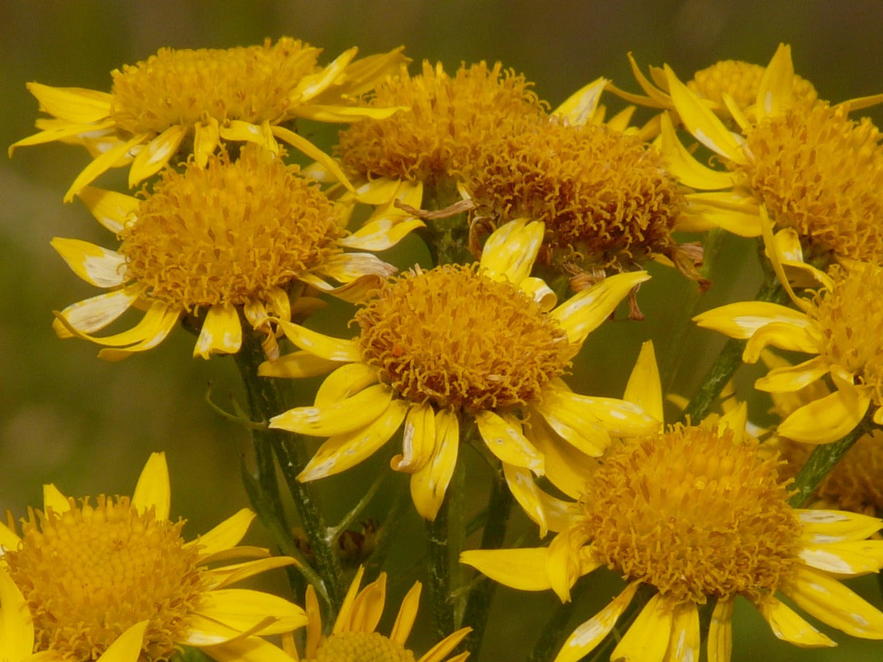 From Bruises to Swelling: How Arnica Ointment Can Speed Up Your Healing Process