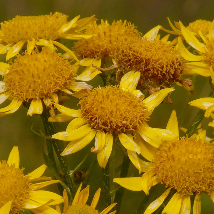 From Bruises to Swelling: How Arnica Ointment Can Speed Up Your Healing Process