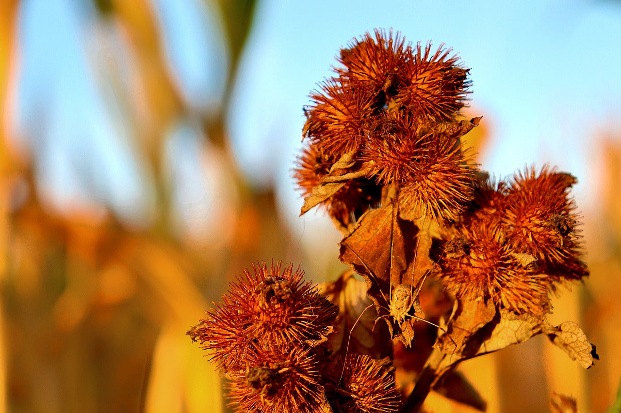 Burdock Root: Nature's Detoxifier for a Healthier You