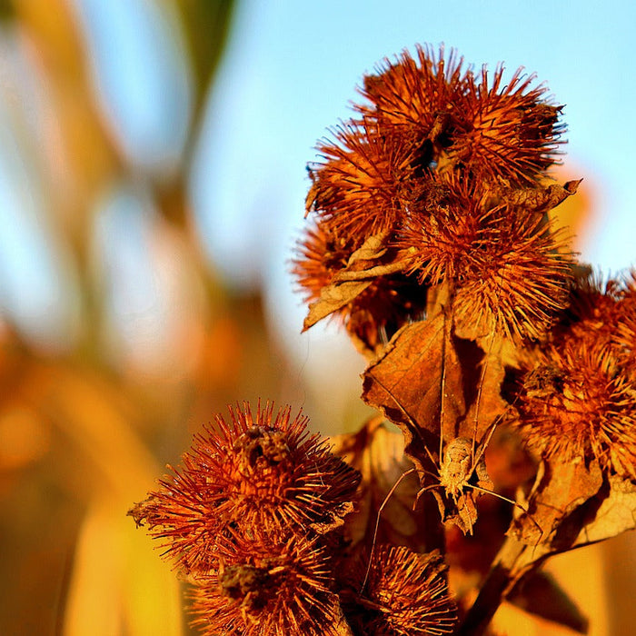 Burdock Root: Nature's Detoxifier for a Healthier You