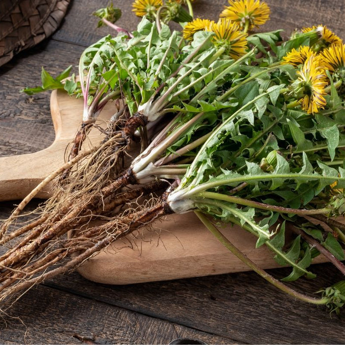 Fresh dandelion root and flowers on wooden cutting board - natural liver detox herb