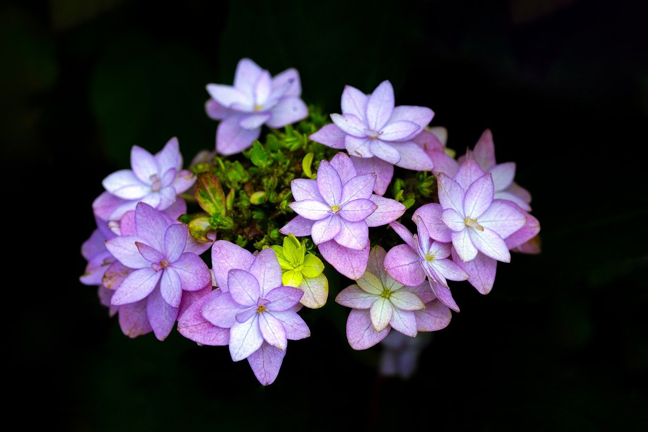 Unearthing the Healing Powers of Hydrangea Root: A Comprehensive Guide