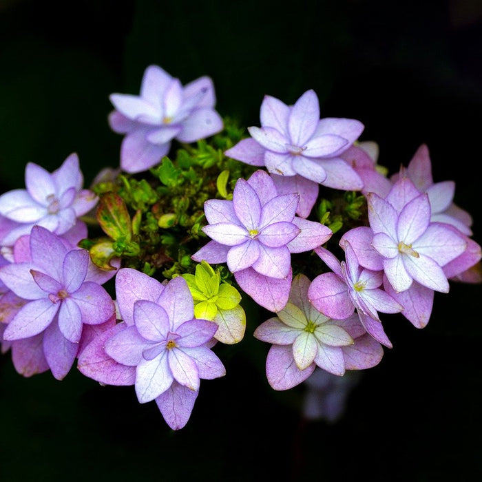 Unearthing the Healing Powers of Hydrangea Root: A Comprehensive Guide