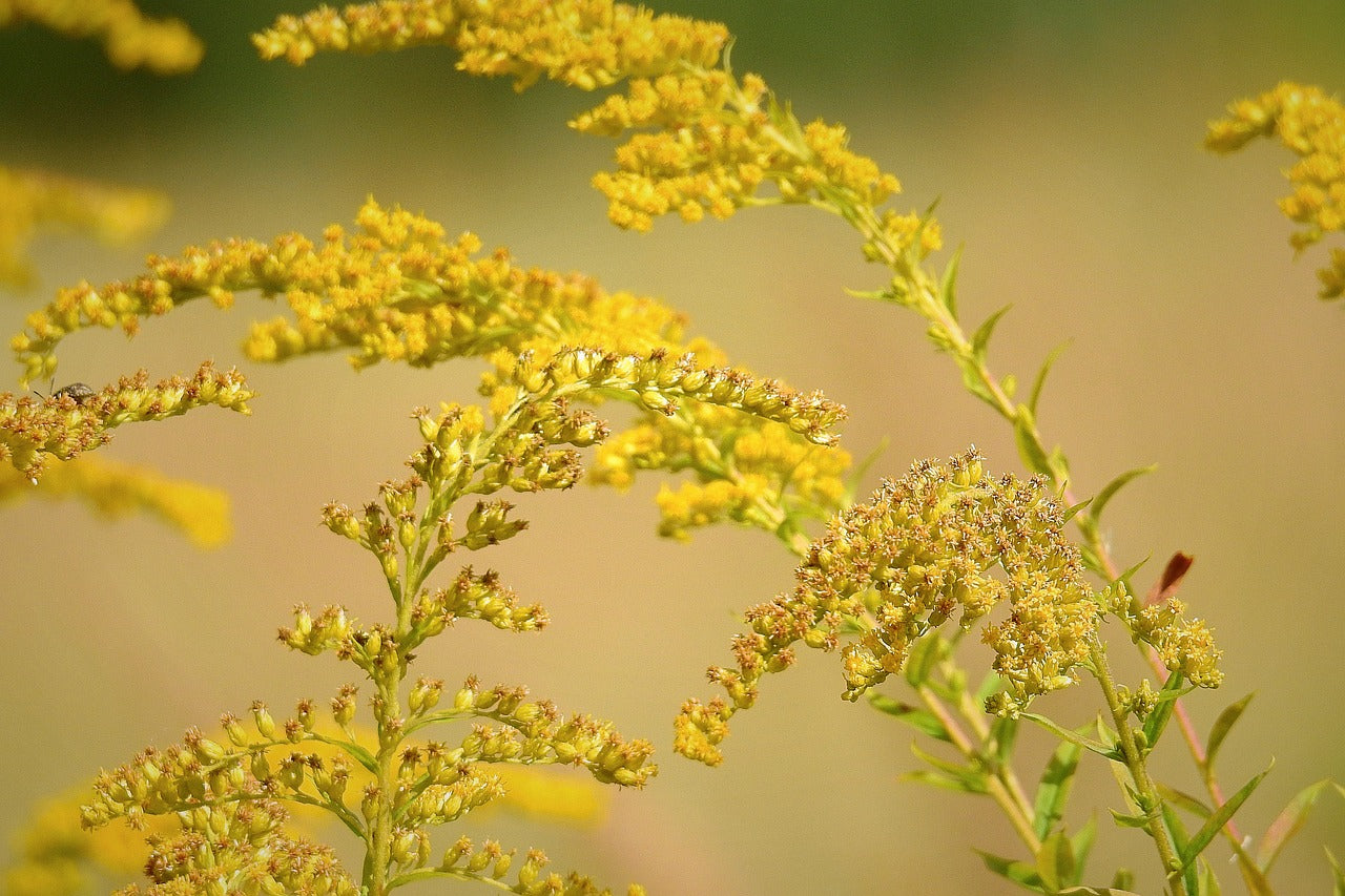 The Health Benefits of Goldenrod Tea: A Natural Remedy for Kidney Problems and More