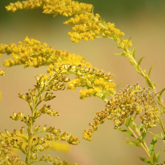 The Health Benefits of Goldenrod Tea: A Natural Remedy for Kidney Problems and More