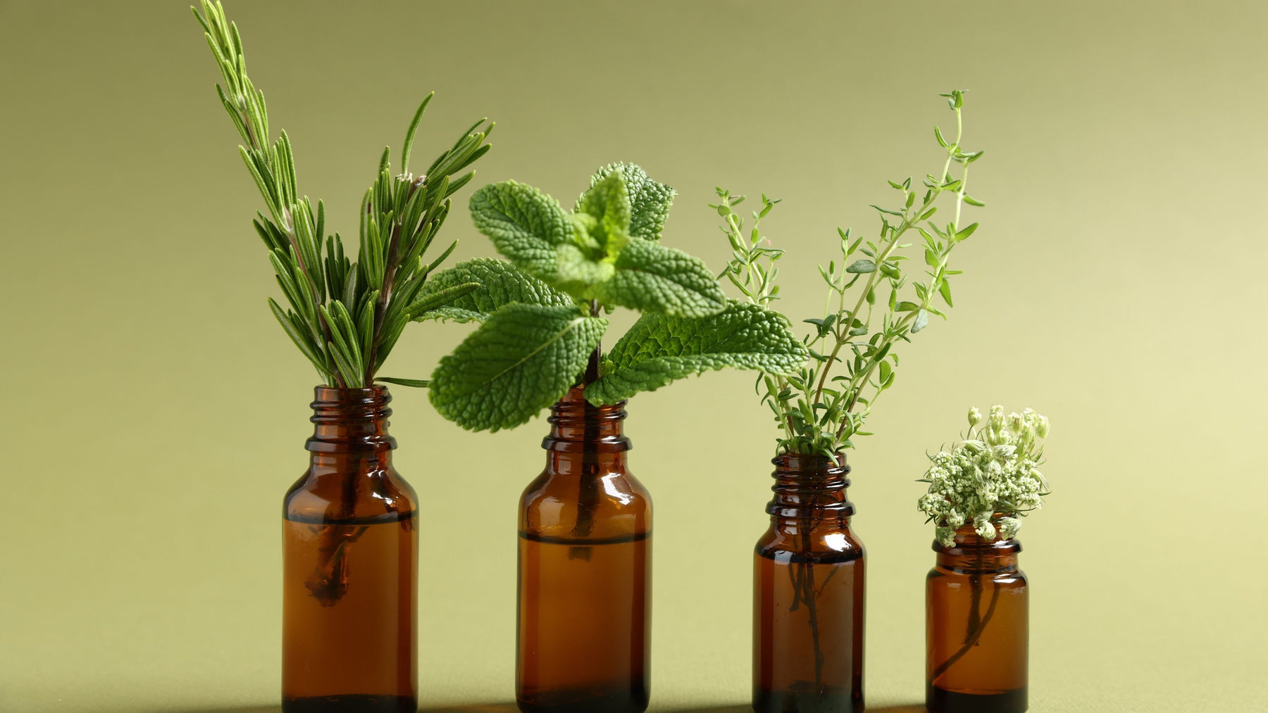 Amber herbal tincture bottles with fresh rosemary mint and thyme herbs representing immune tonic support
