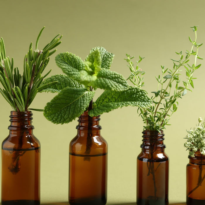 Amber herbal tincture bottles with fresh rosemary mint and thyme herbs representing immune tonic support