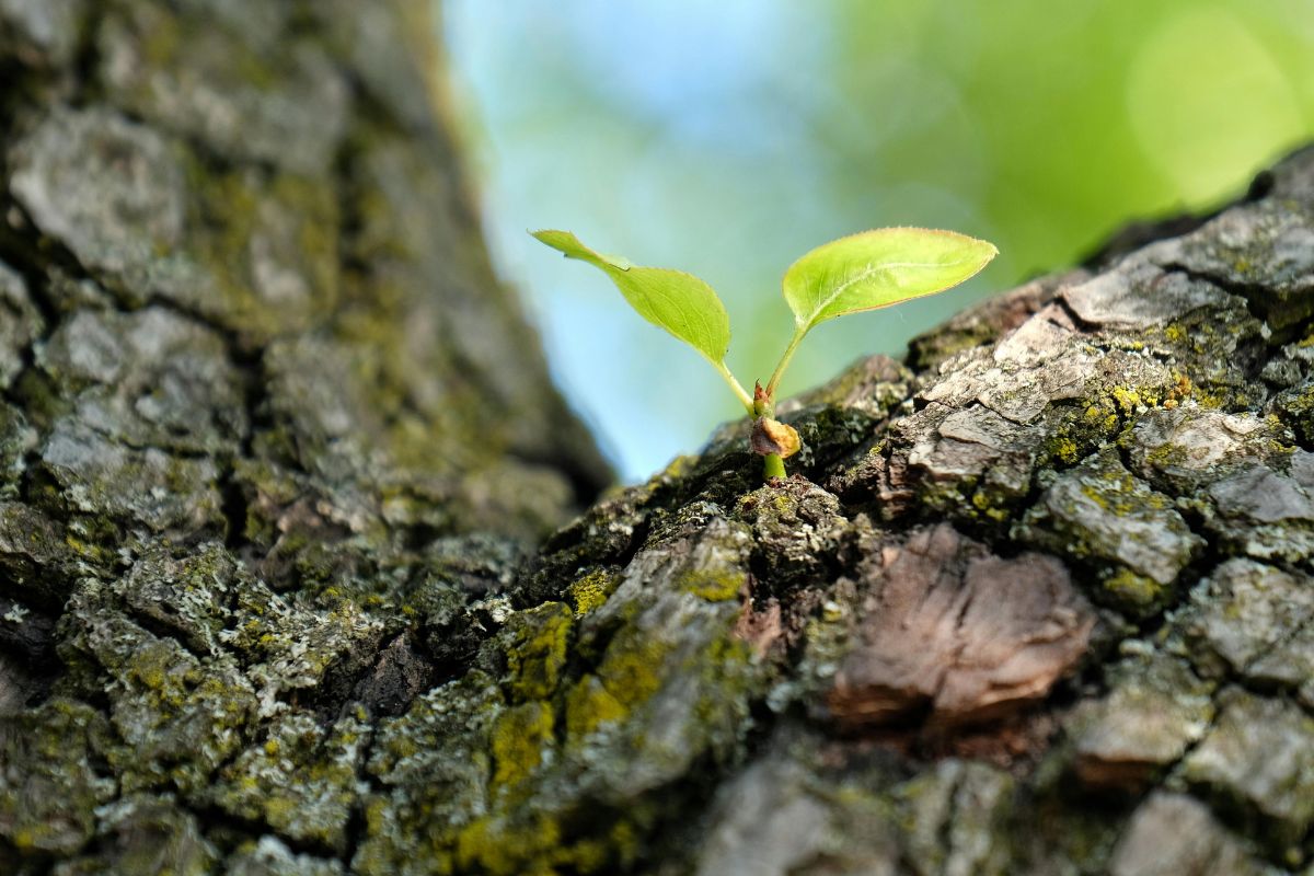 New green plant growth emerging from old bark symbolizing liver regeneration and recovery