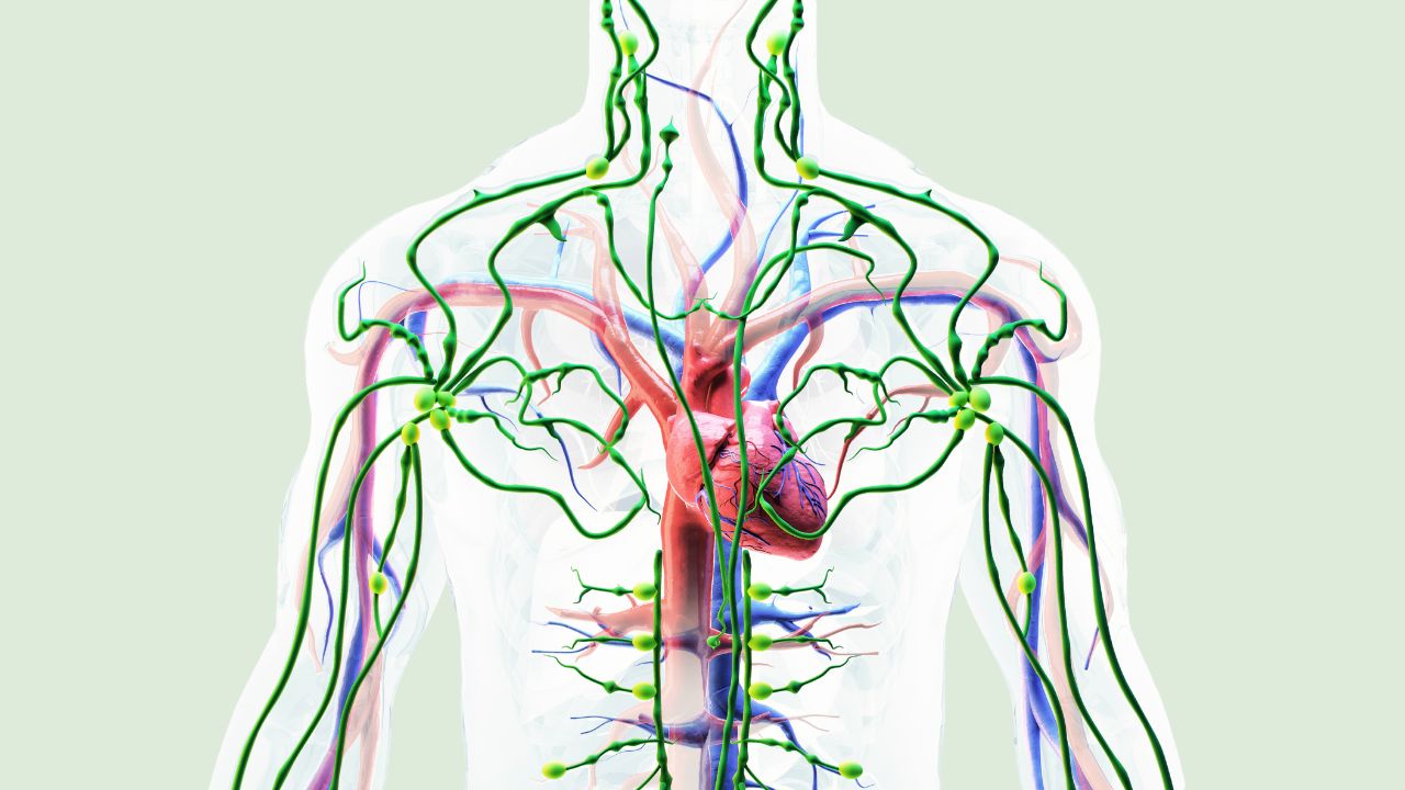 Diagram showing the lymphatic and circulatory systems working together in the body, relevant to herbal blood cleansing support