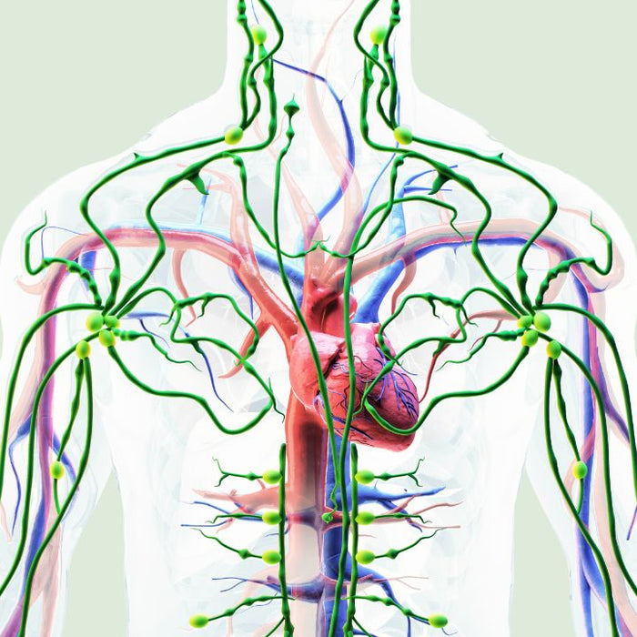 Diagram showing the lymphatic and circulatory systems working together in the body, relevant to herbal blood cleansing support