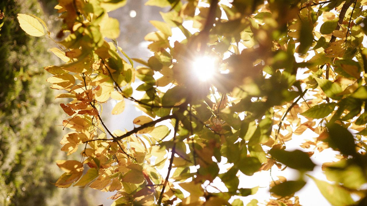 Sunlight through turning autumn leaves - summer to fall seasonal health transition