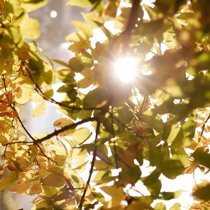 Sunlight through turning autumn leaves - summer to fall seasonal health transition