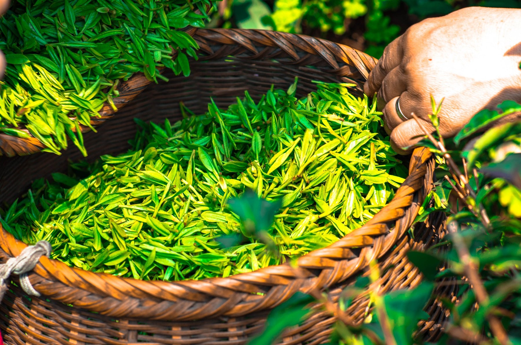 The Benefits of Drinking Green Tea