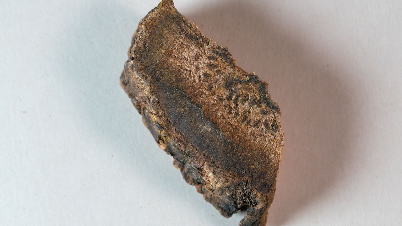 Dried turkey rhubarb root Rheum palmatum used in herbal colon cleanse supplements