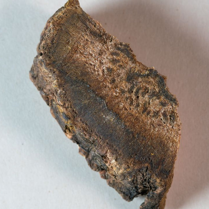 Dried turkey rhubarb root Rheum palmatum used in herbal colon cleanse supplements