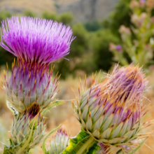 Purple milk thistle flower heads with spiny green bracts