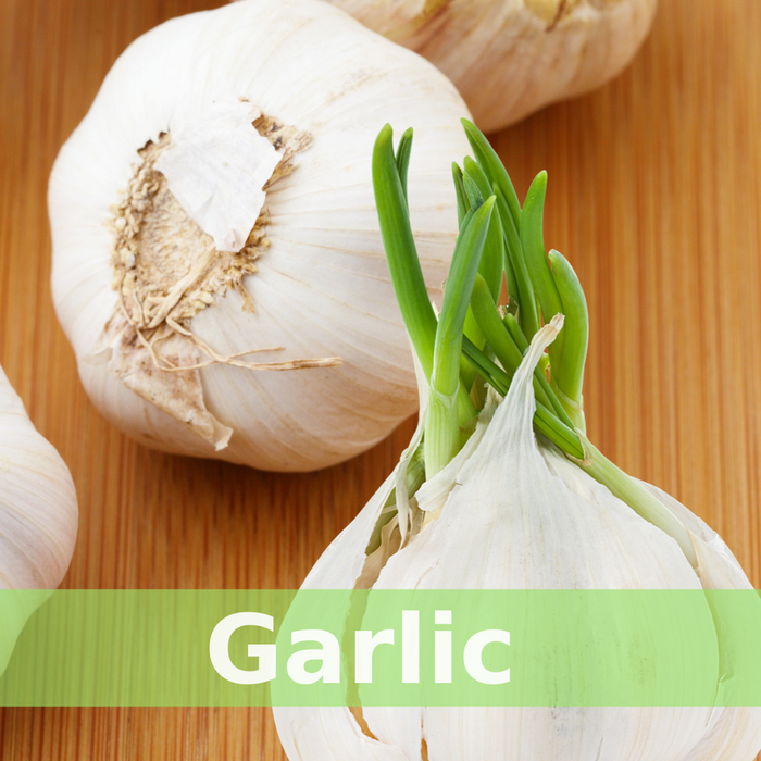Garlic — classic culinary herb