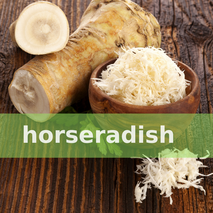 Horseradish — robust traditional botanical