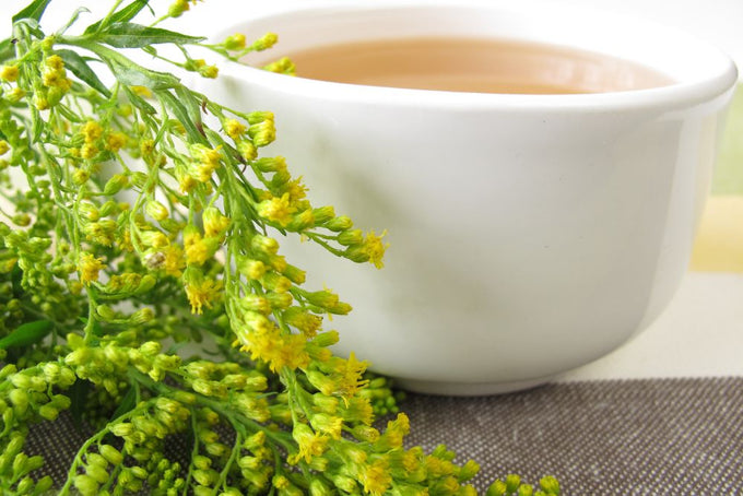 Goldenrod flowering herb prepared as herbal tea
