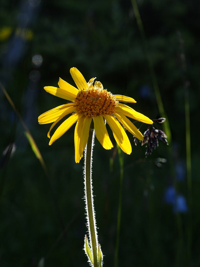 Arnica montana flower