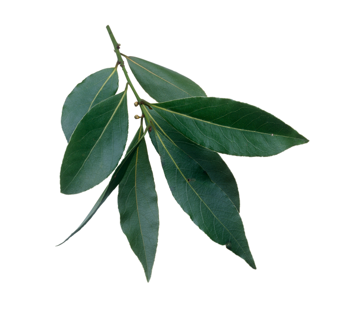 Bay leaves (Laurus nobilis)