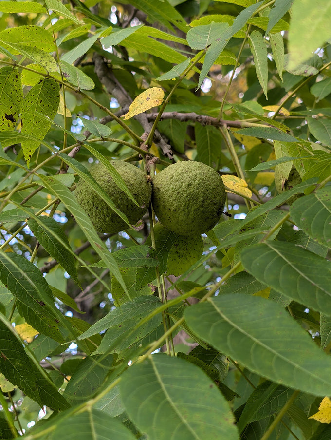 Black walnut fruits with green hulls (Juglans nigra)