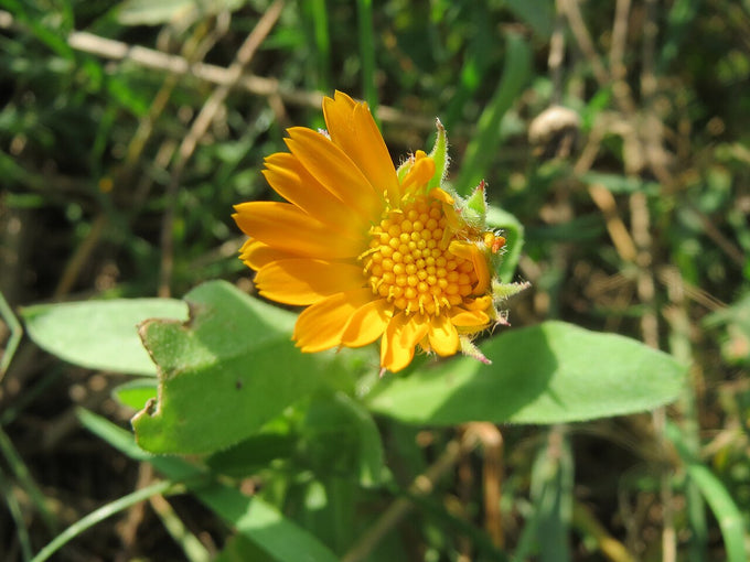 Calendula flower (Calendula officinalis)