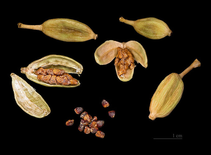 Cardamom capsules and seeds (Elettaria cardamomum)