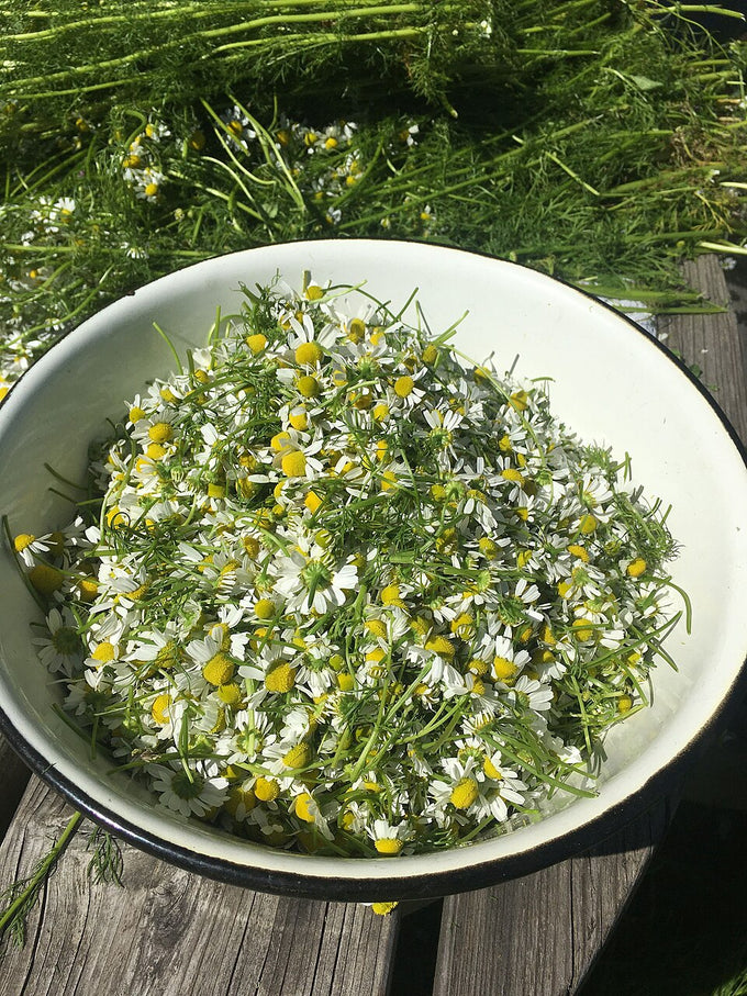 German chamomile flowers (Matricaria chamomilla) prepared for herbal tea