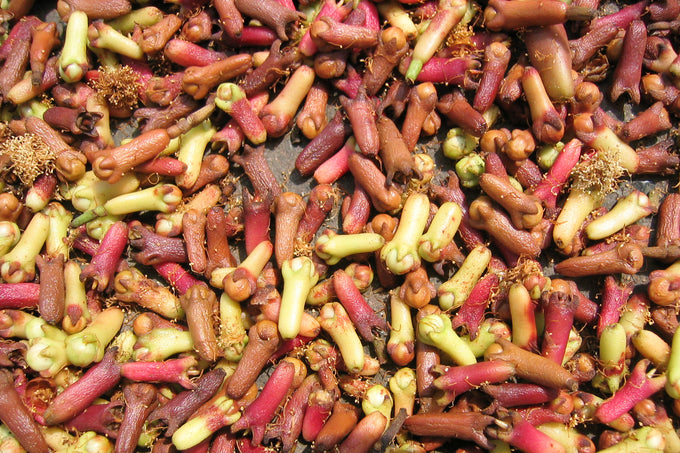 Drying clove flower buds (Syzygium aromaticum)