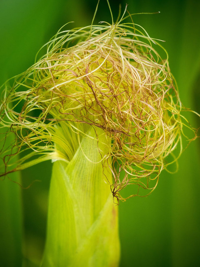 Corn silk styles and stigmas emerging from an ear of Zea mays