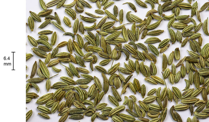 Dried fennel fruits commonly called seeds (Foeniculum vulgare)