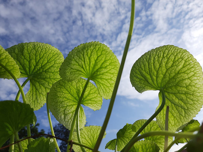 Gotu kola leaves (Centella asiatica)