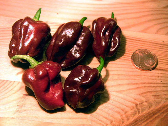 Chocolate habanero pepper fruits (Capsicum chinense)