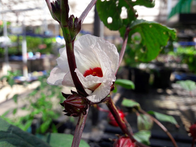 Roselle flower and red calyx (Hibiscus sabdariffa)