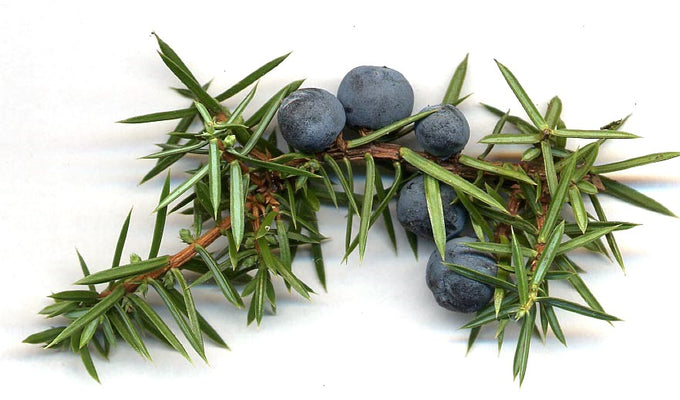 Juniper berry-like cones (Juniperus communis)