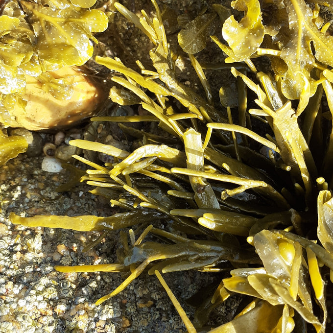 Knotted wrack seaweed (Ascophyllum nodosum)