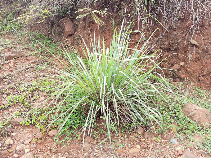 Lemongrass plant (Cymbopogon citratus)