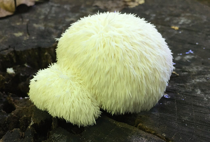 Wild lion's mane mushroom fruiting bodies (Hericium erinaceus)