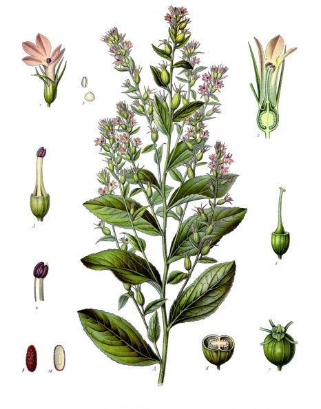 Botanical illustration of Lobelia inflata
