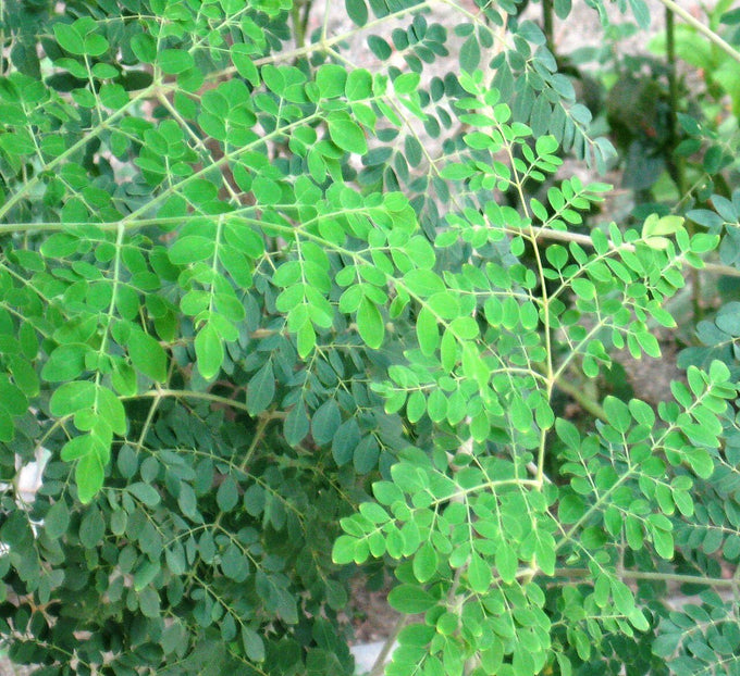 Moringa leaves (Moringa oleifera)