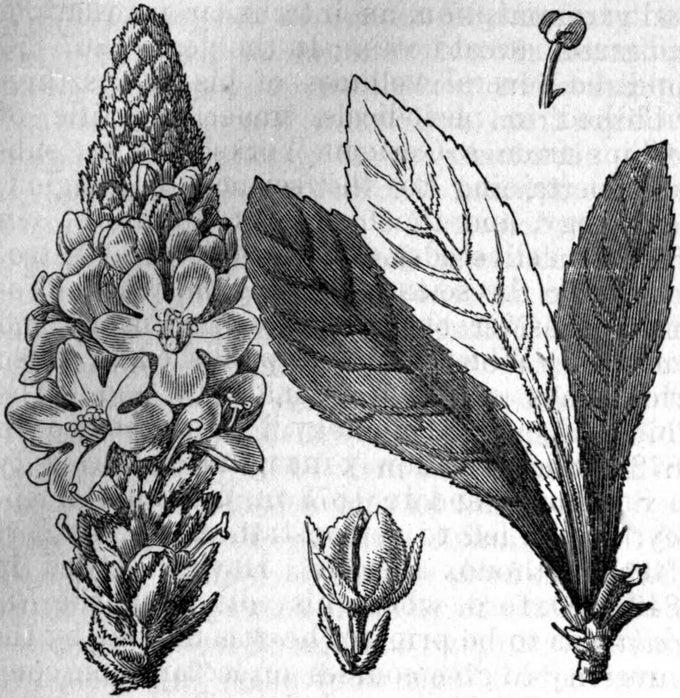 Botanical illustration of common mullein (Verbascum thapsus)