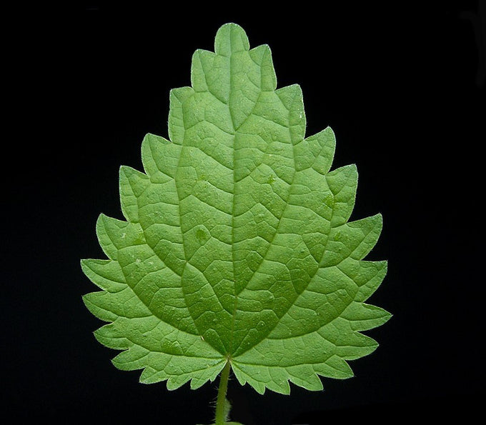 Stinging nettle leaf (Urtica dioica)
