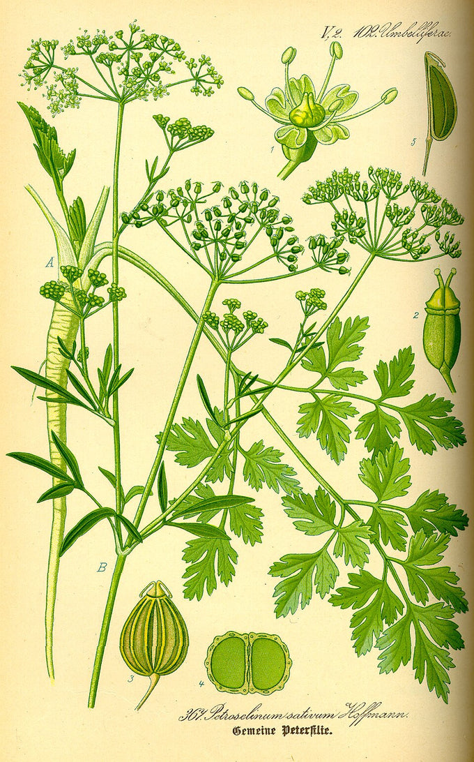 Botanical illustration of parsley (Petroselinum crispum)