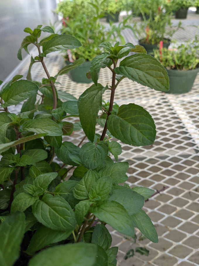 Peppermint plant leaves (Mentha × piperita)