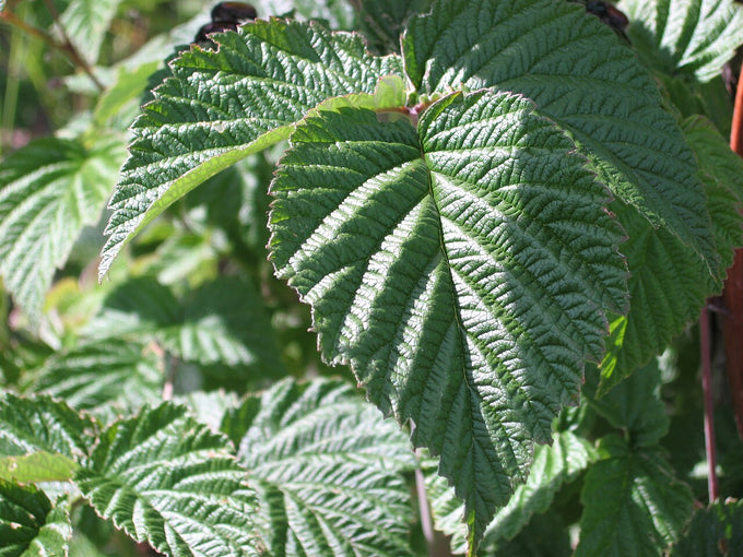 Red raspberry leaf (Rubus idaeus)