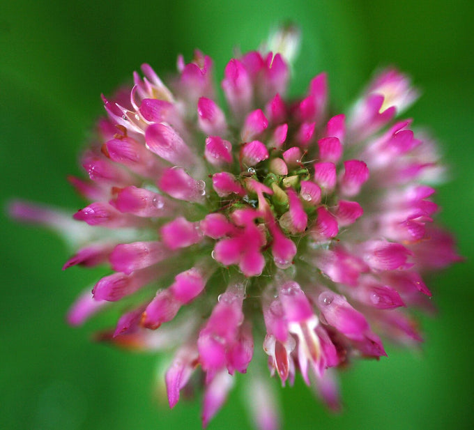 Red clover flower head (Trifolium pratense)