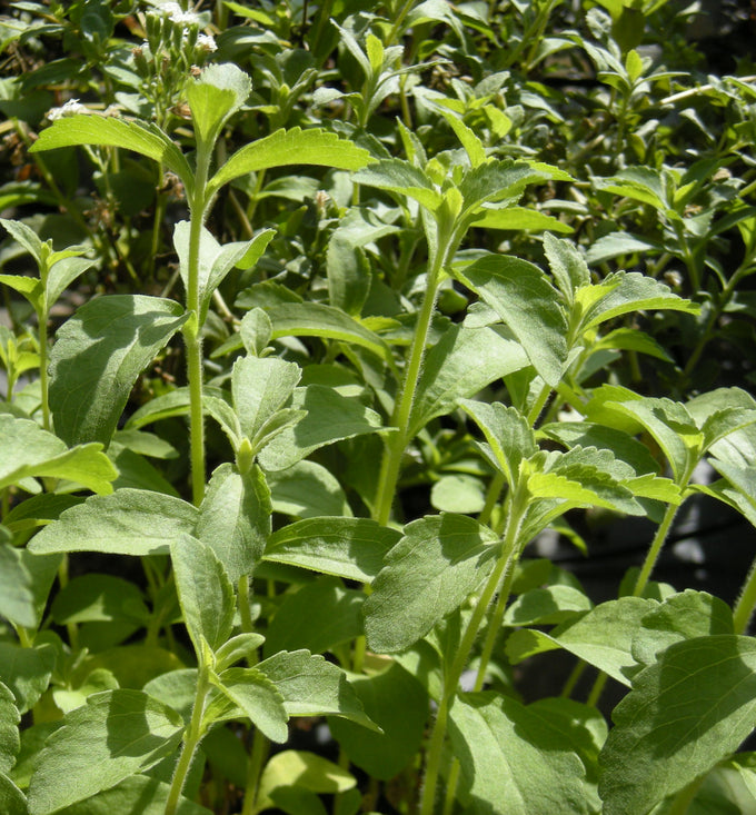 Stevia foliage (Stevia rebaudiana)