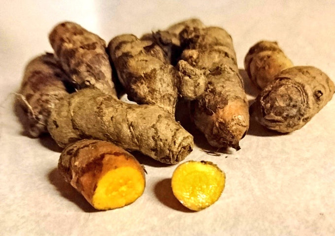 Turmeric rhizomes (Curcuma longa)